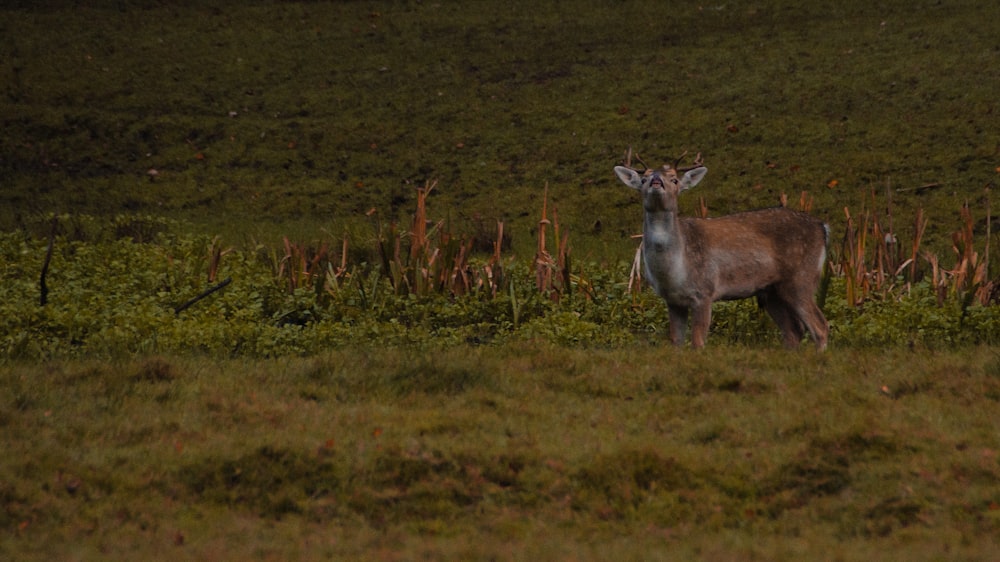 brown goat in a grass field