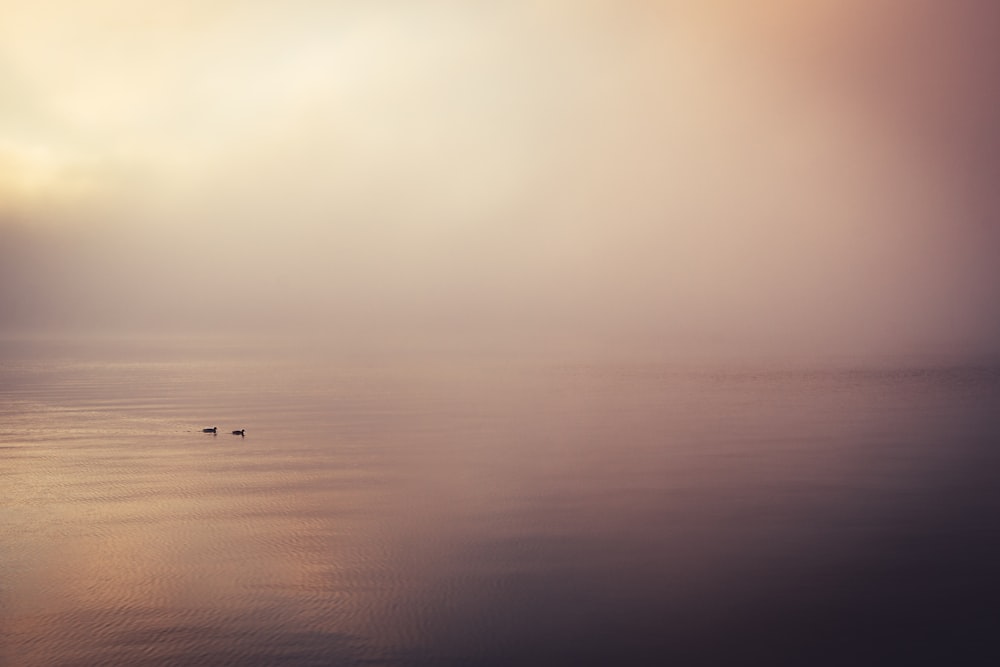 un paio di anatre che galleggiano sopra uno specchio d'acqua