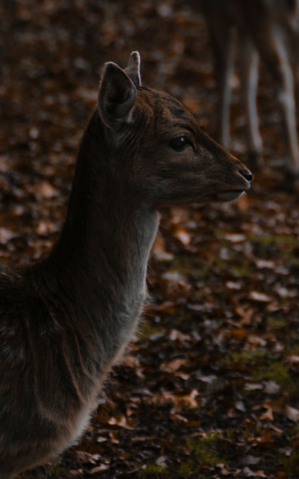 brown deer facing sideways