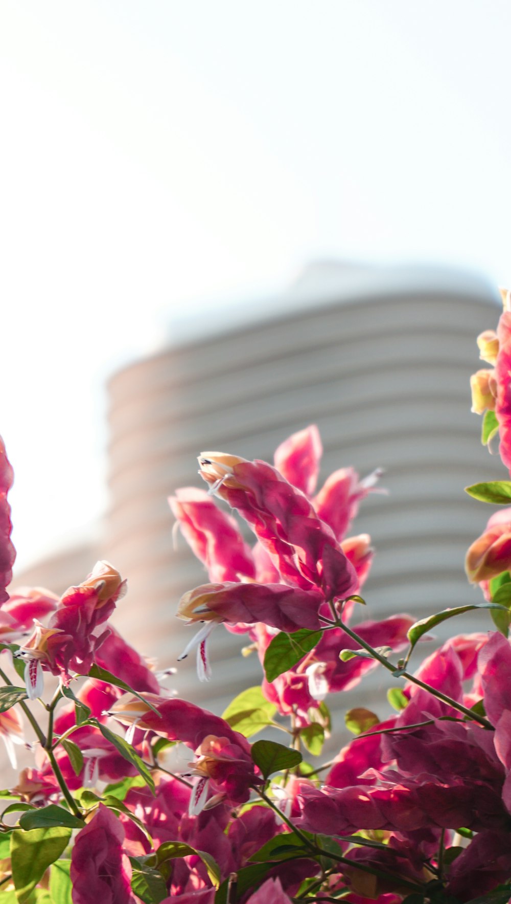 shallow focus photography of pink flowers