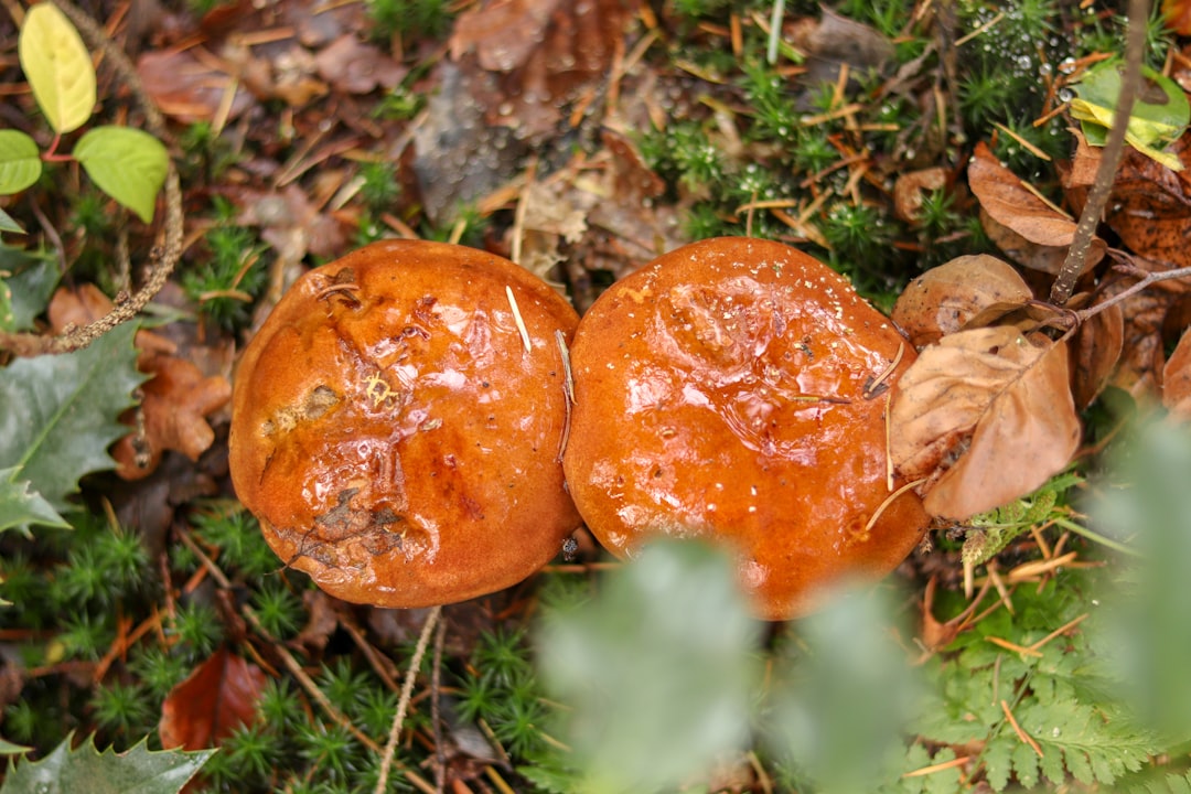 two brown mushrooms on the ground