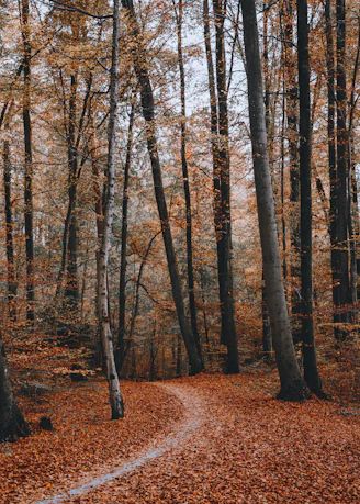 dried leaves surrounded on ground on forest