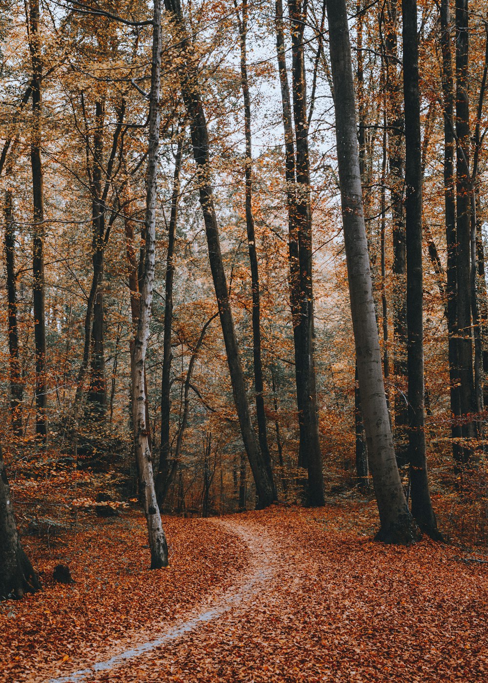 dried leaves surrounded on ground on forest