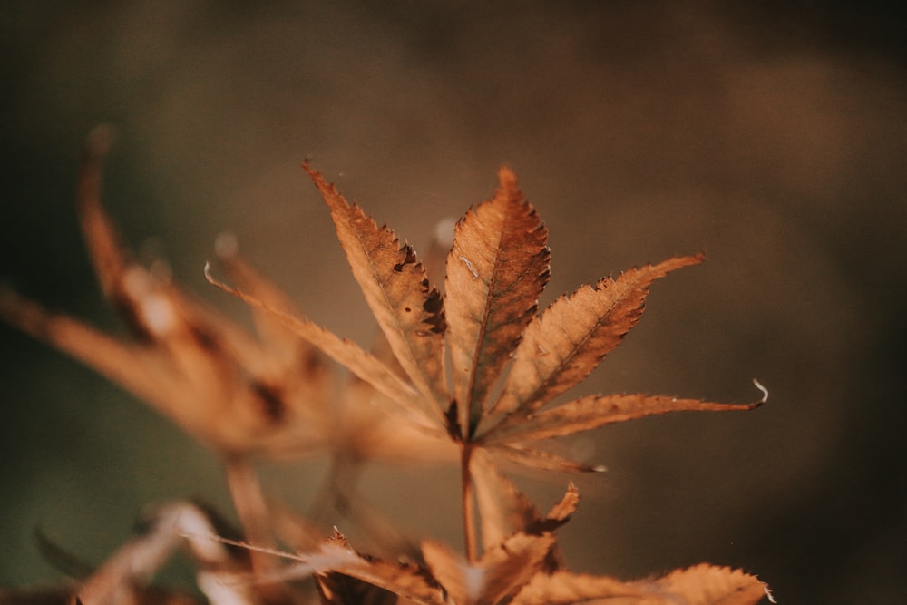 selective focus photography of brown-leafed plant
