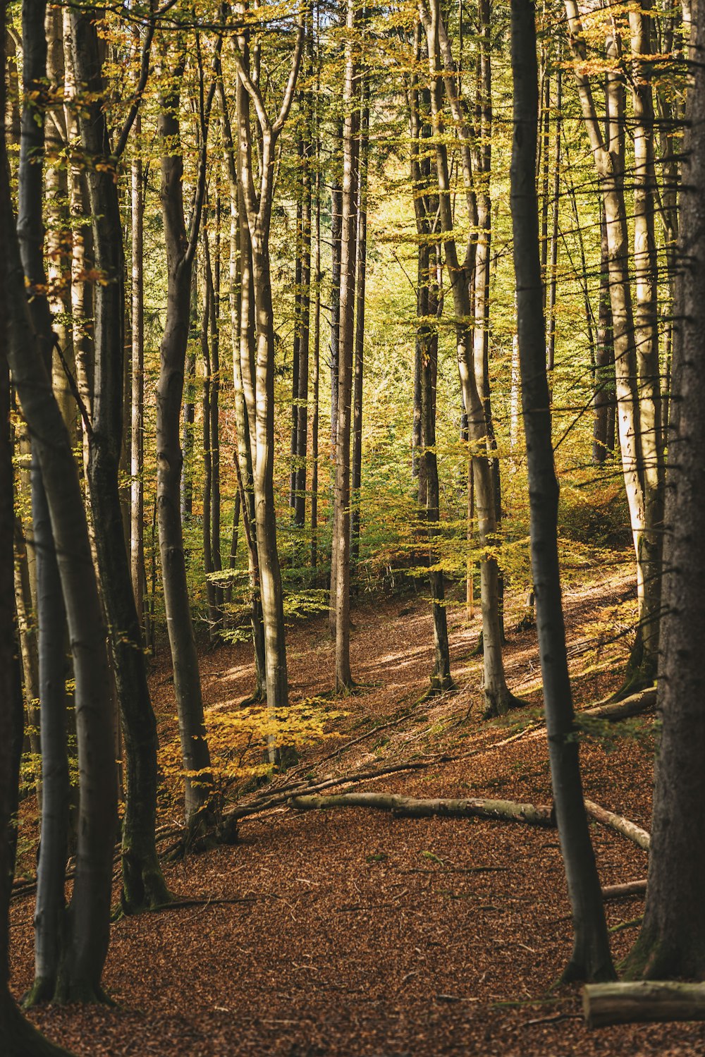 árvores de folhas verdes