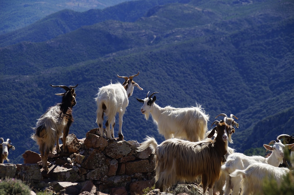 herd of goats on hill