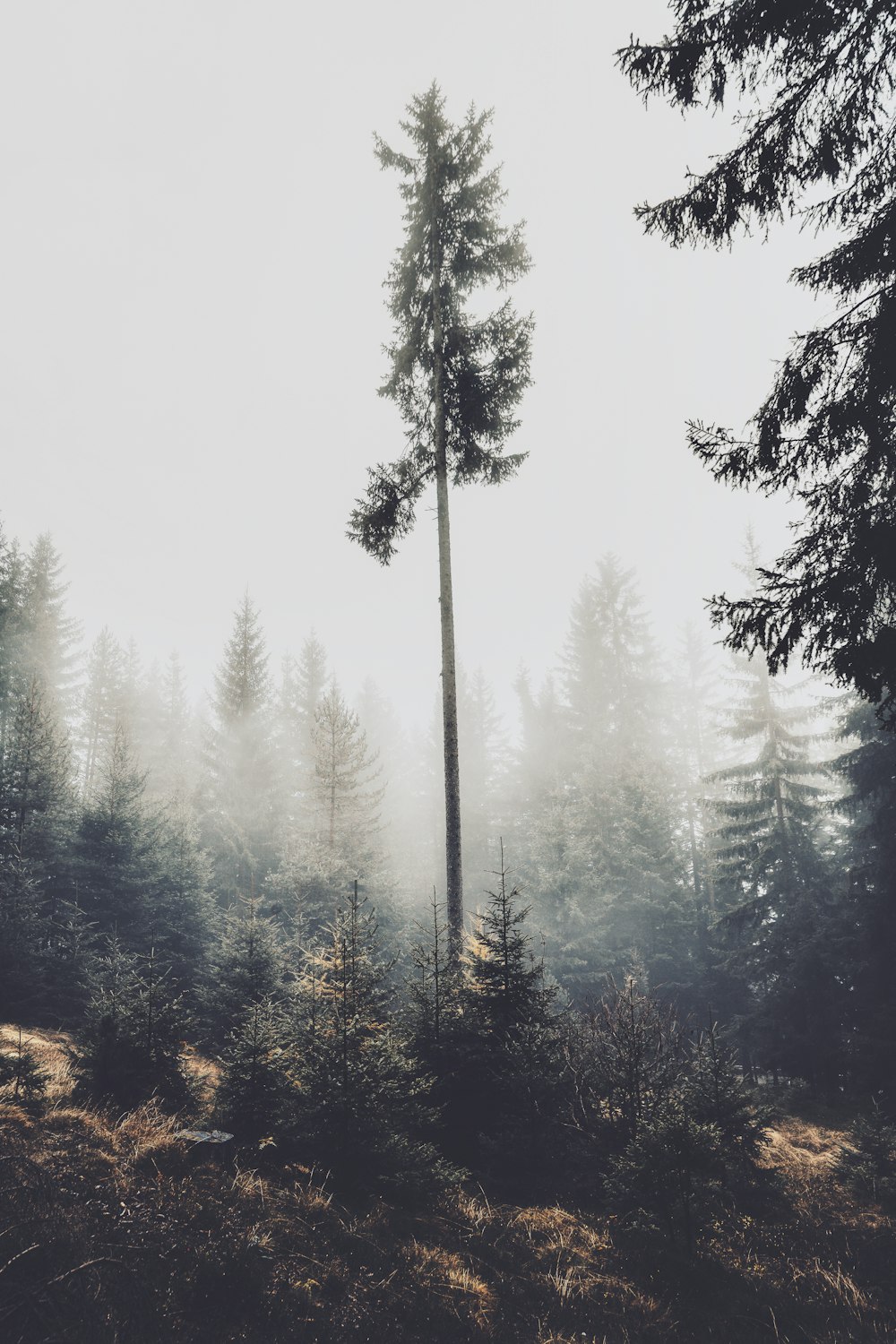 tree beside pine trees and hill