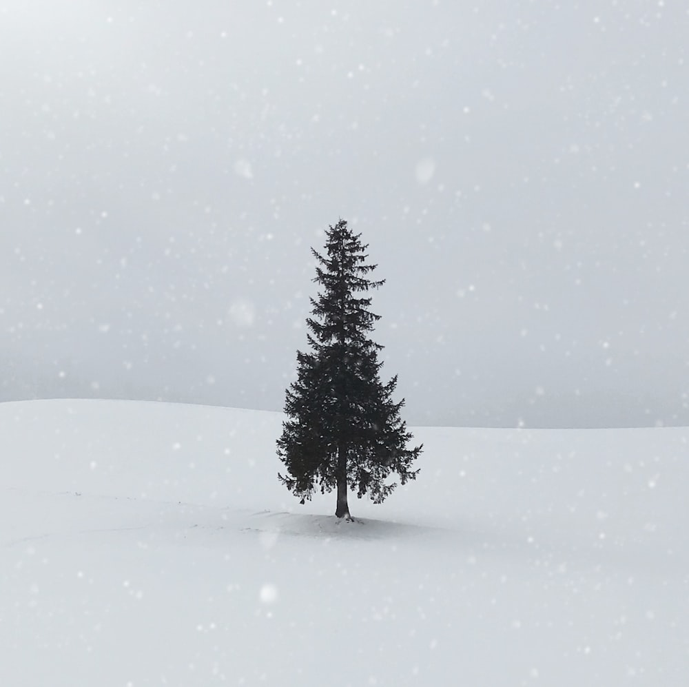 grünblättriger Baum