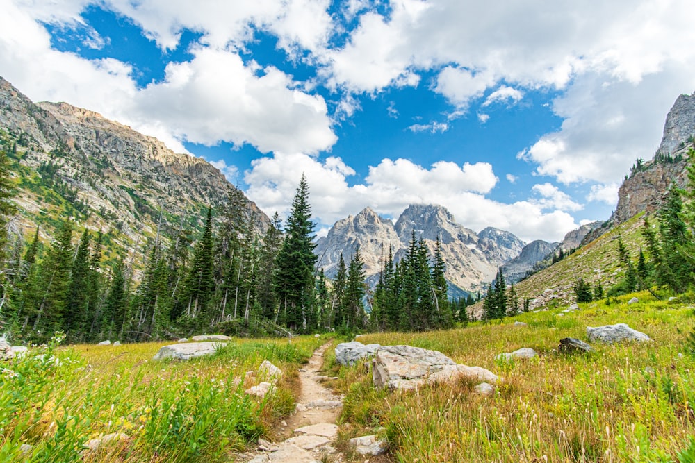 grass field and pine trees