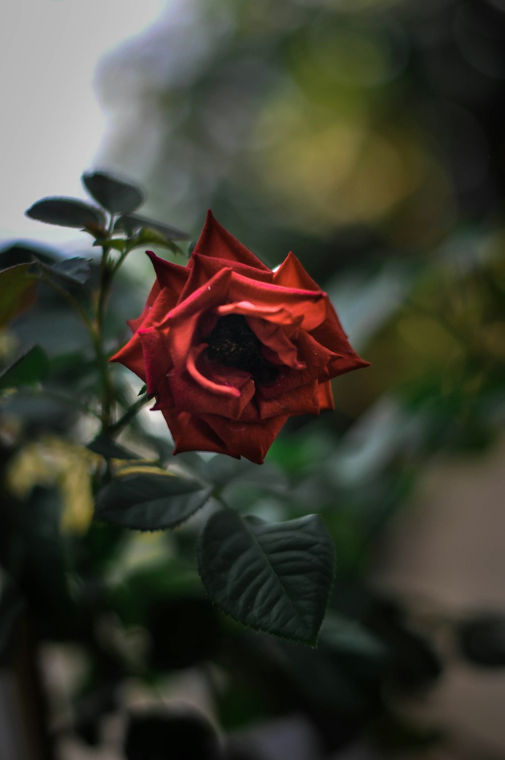 selective focus photography ofred rose