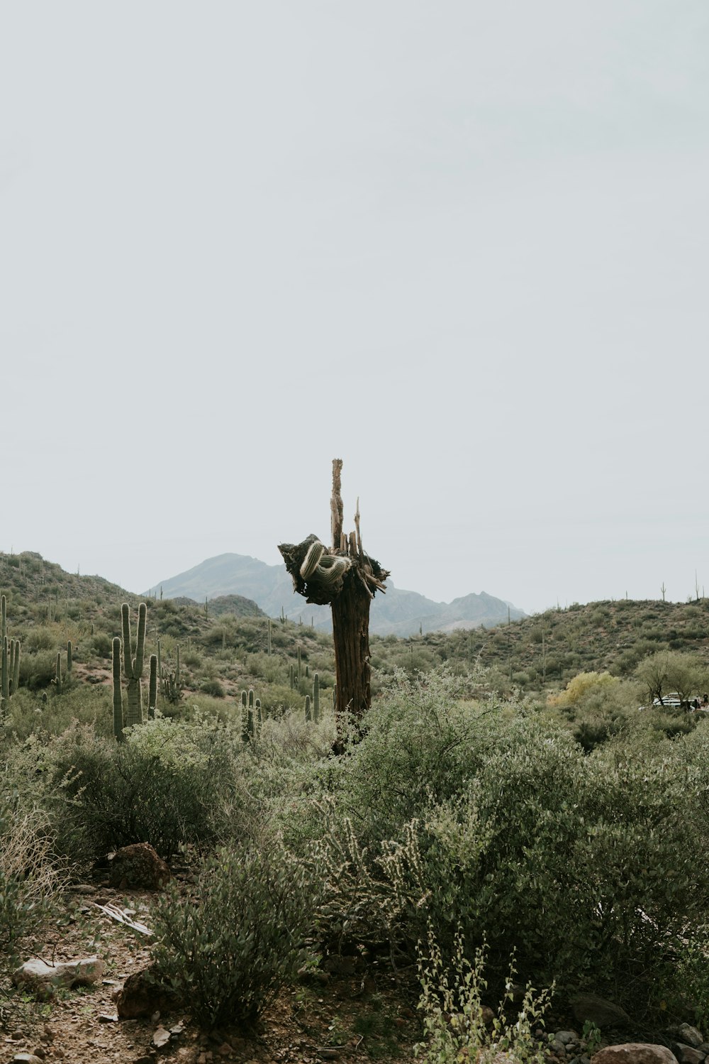 cactus plants on grass plants