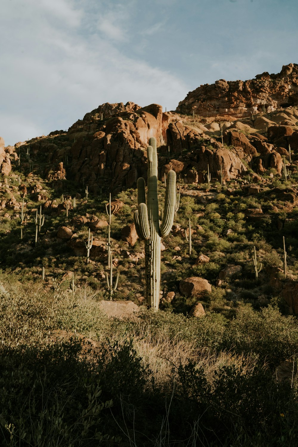 green candelabra cacti in the mountains