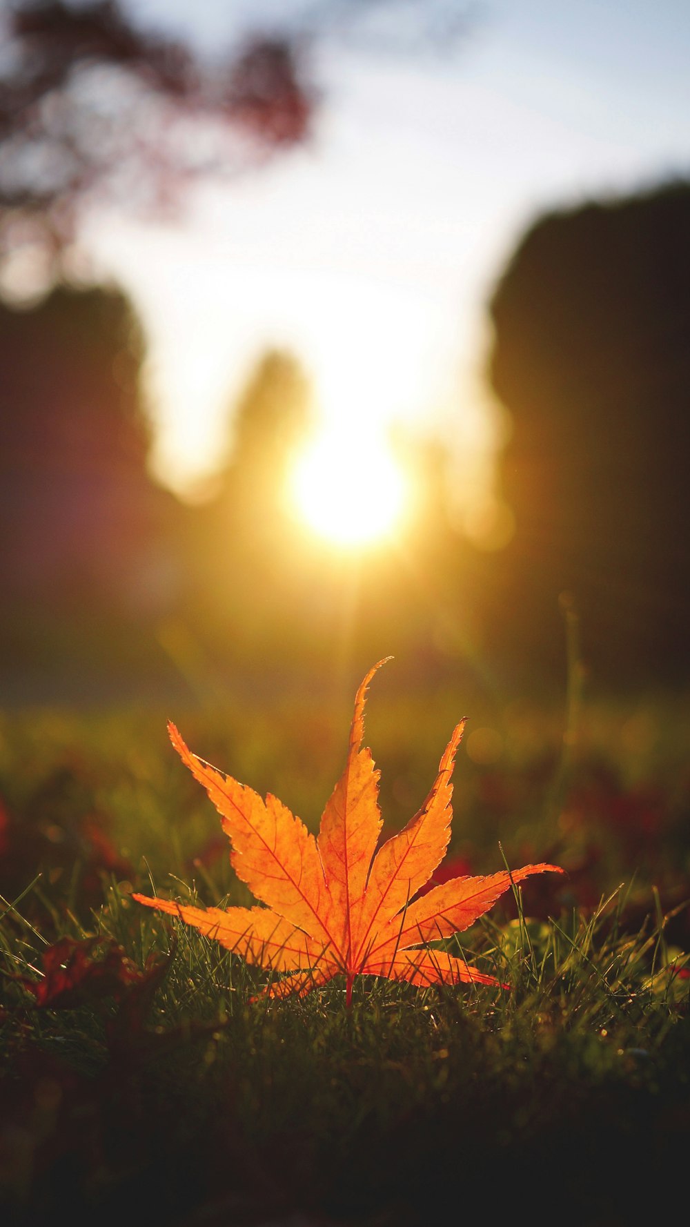 yellow maple leaf