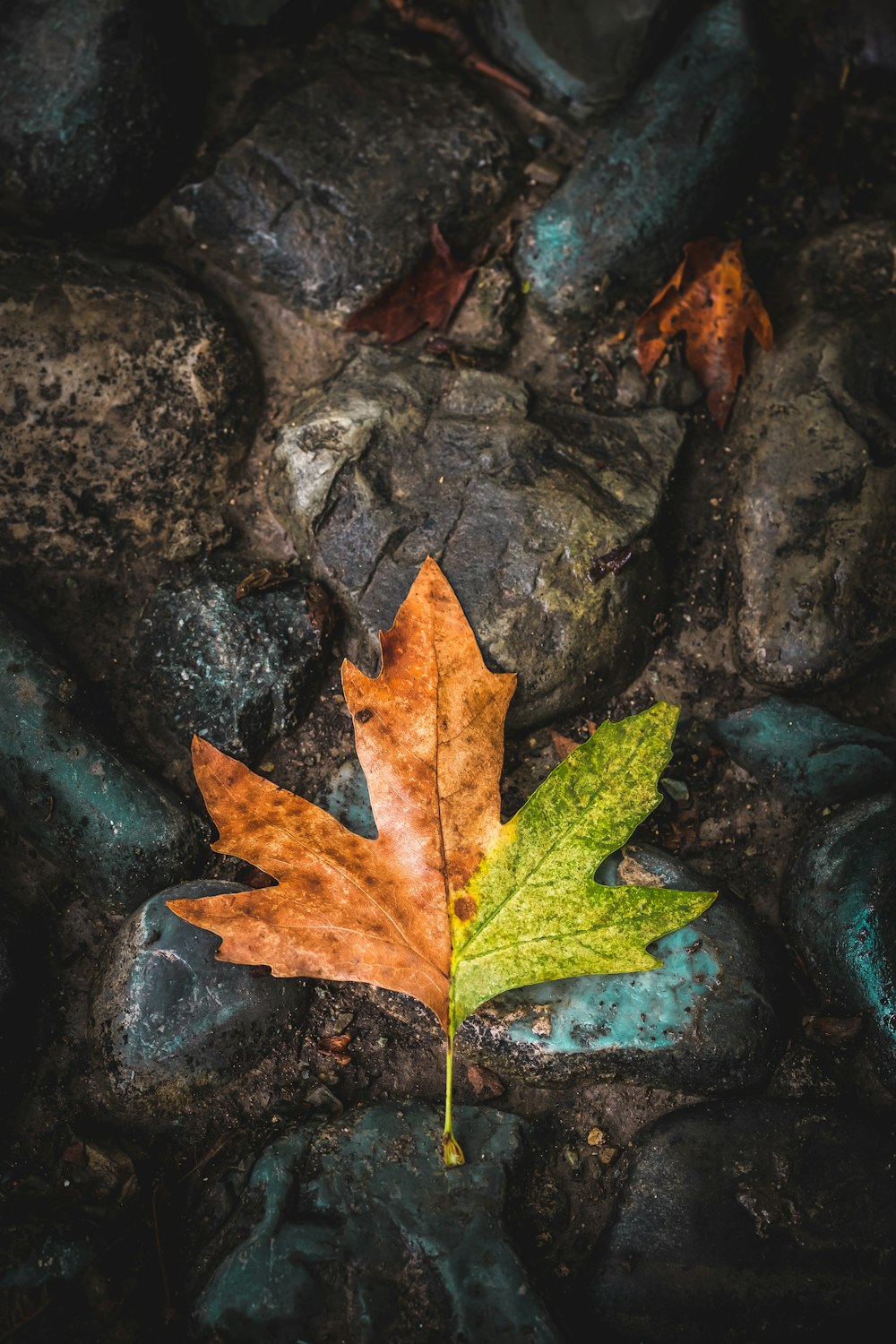 Hoja marrón y verde en la parte superior de las piedras