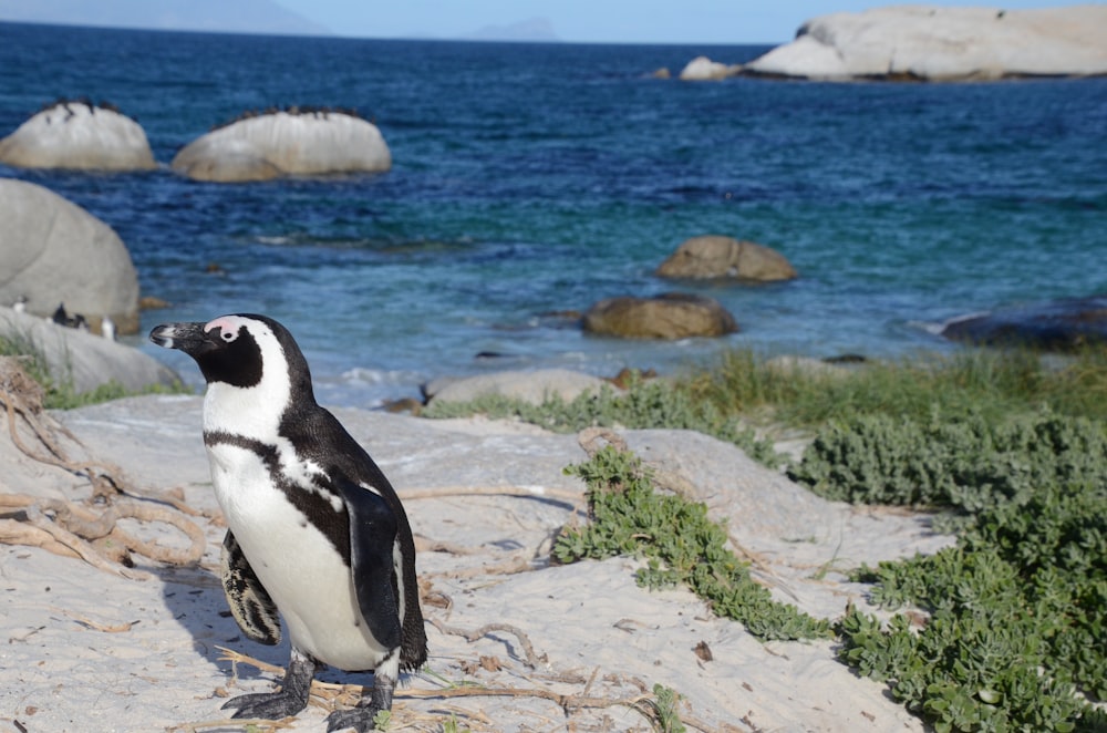 black and white penguin on rock formation