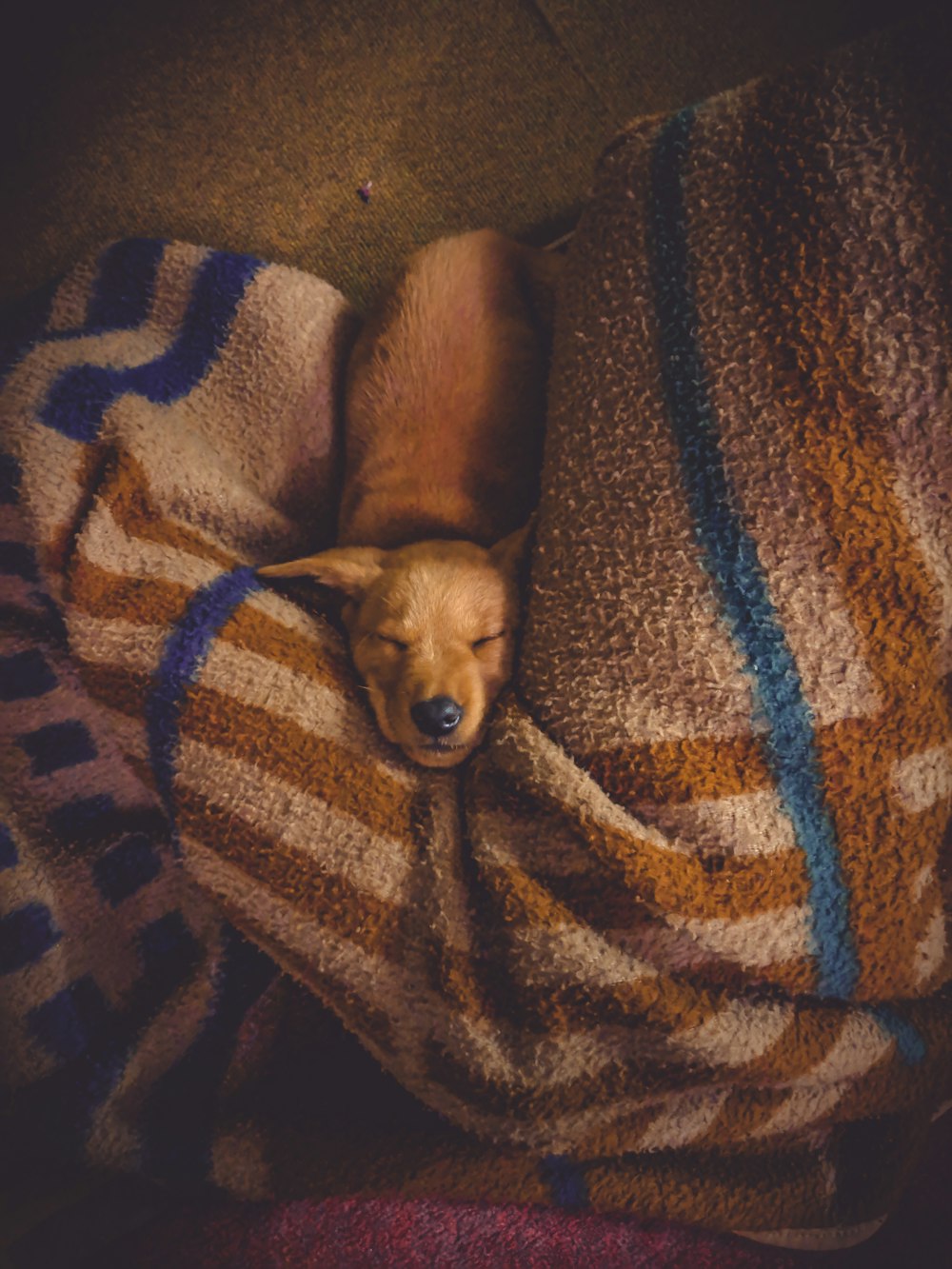 shallow focus photo of short-coated brown puppy