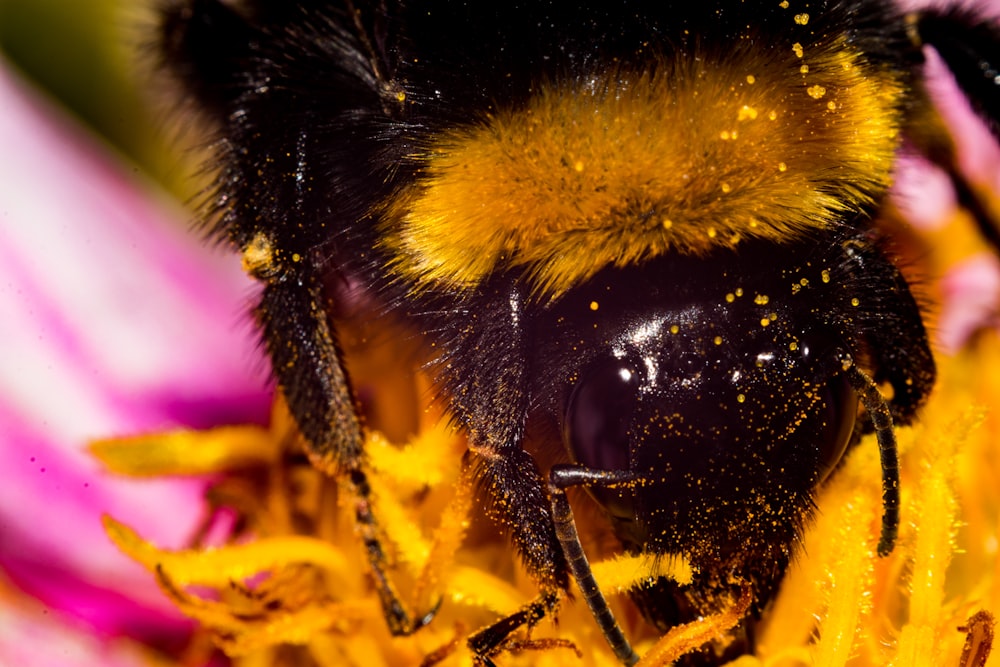 black and yellow bee