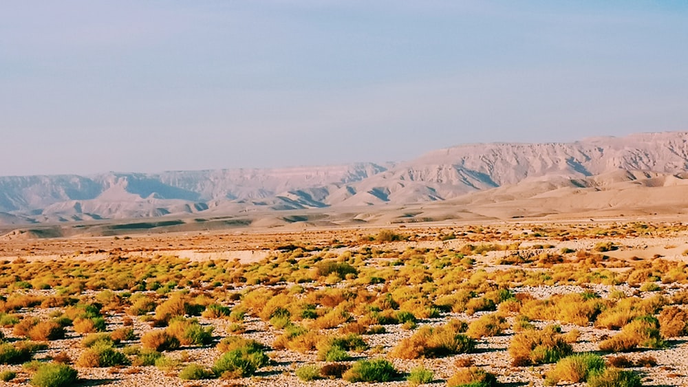 grasses in desert