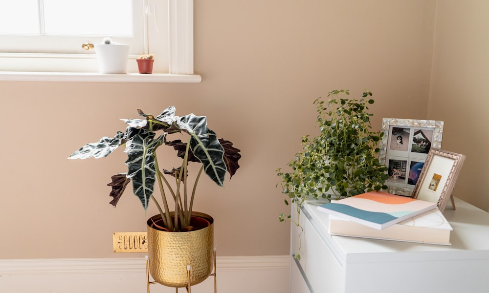 green-leafed potted plants beside a side table