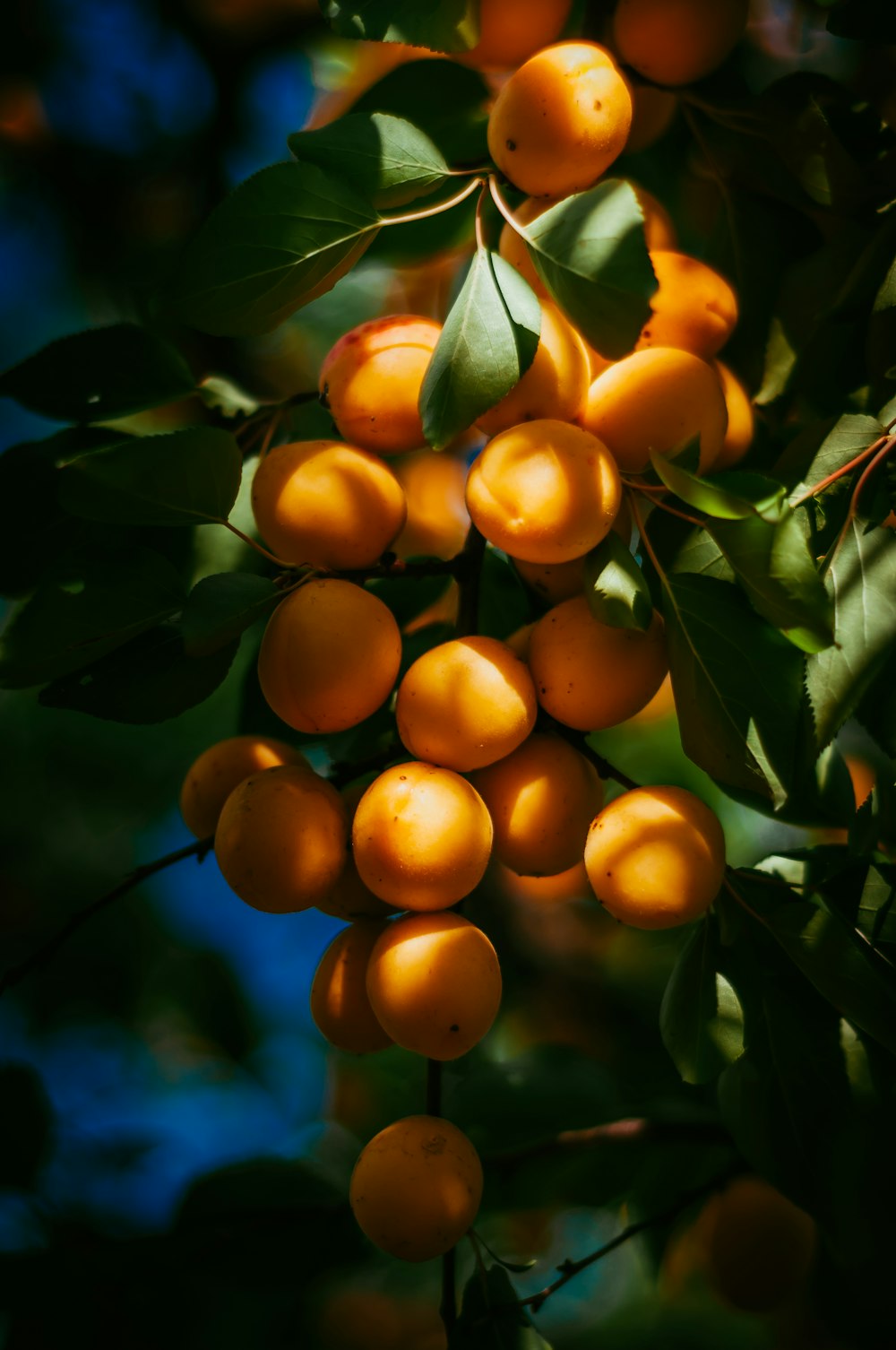 foto de frutos naranjas