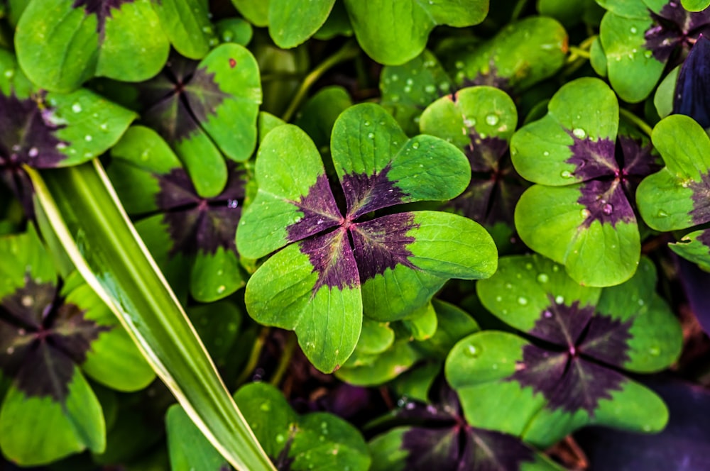 green-and-purple clovers