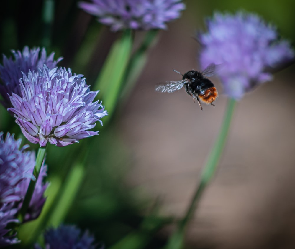 abeja negra y amarilla volando cerca de flores púrpuras