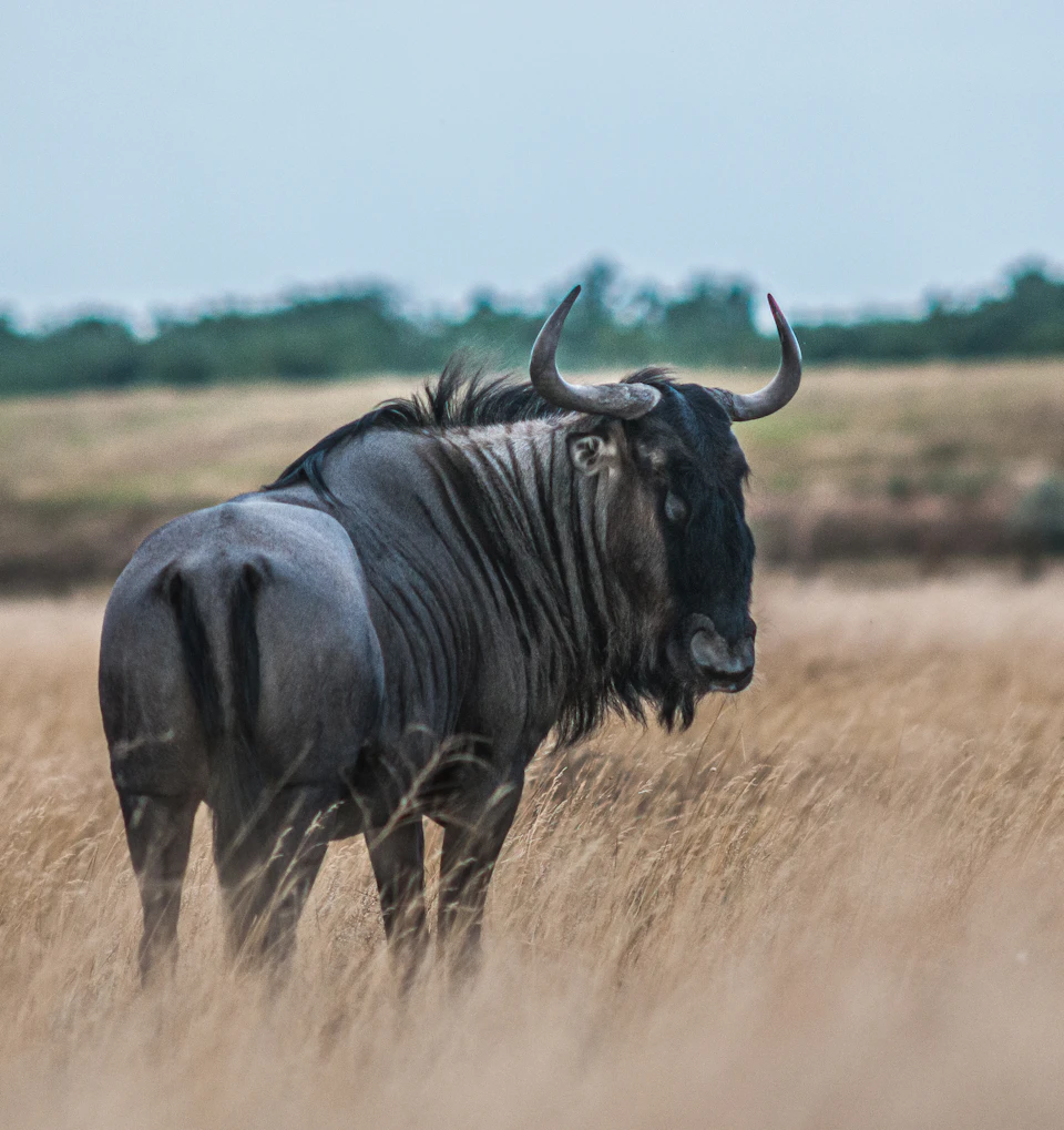 The image depicts a majestic wildebeest standing alone in a field, facing towards the right side of the frame. The wildebeest has a distinctive black and white coat with brown spots on its back and horns protruding from its head. The background shows a vast expanse of dry grassland under an overcast sky, creating a sense of solitude and tranquility for the wildebeest in its natural habitat.

The image is taken from a low angle, emphasizing the wildebeest's imposing presence as it stands tall amidst the dry grass. The colors are predominantly brown and black, reflecting the harsh conditions of the environment where the wildebeest resides.