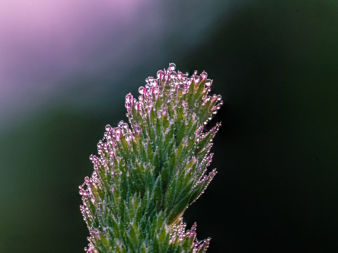 shallow focus photo of green plants