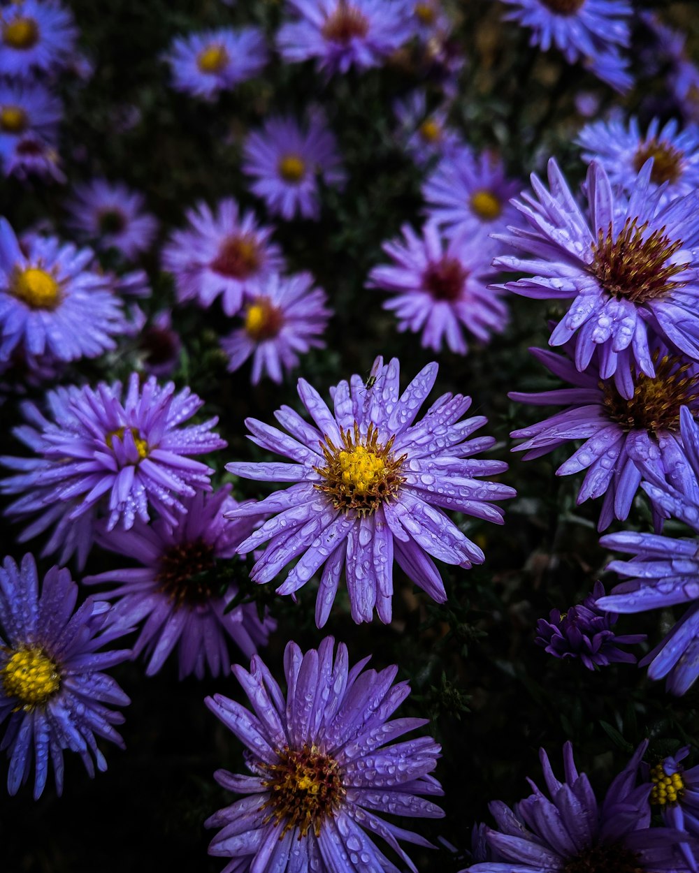 rocío de agua en flores de pétalos púrpuras