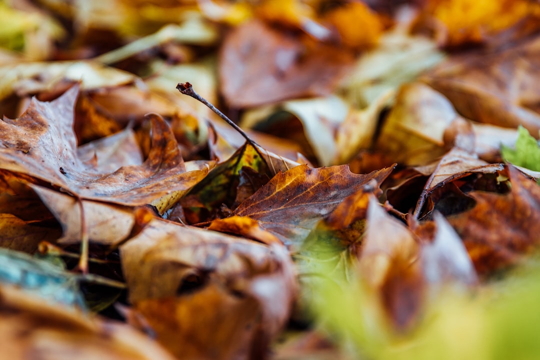 shallow focus photography of dried leaves