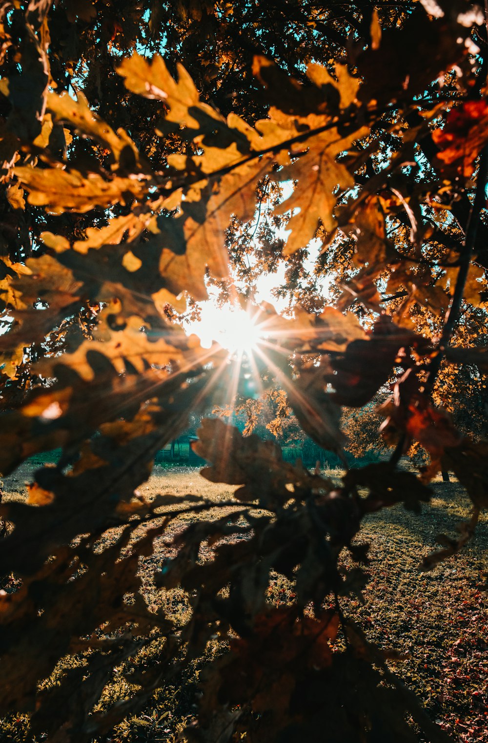 photo of tree sunset