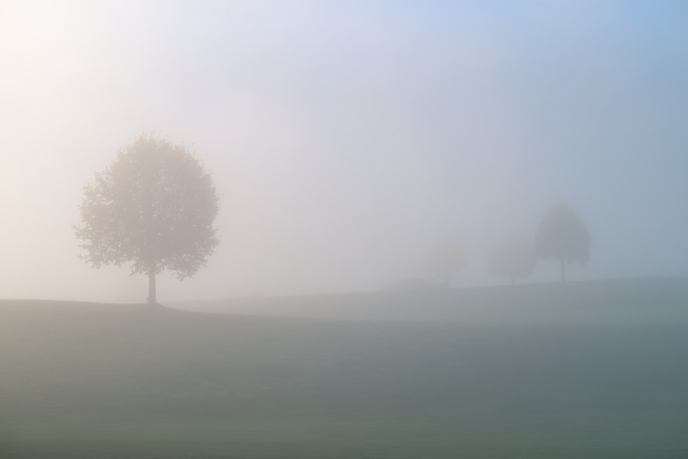 albero sulla collina