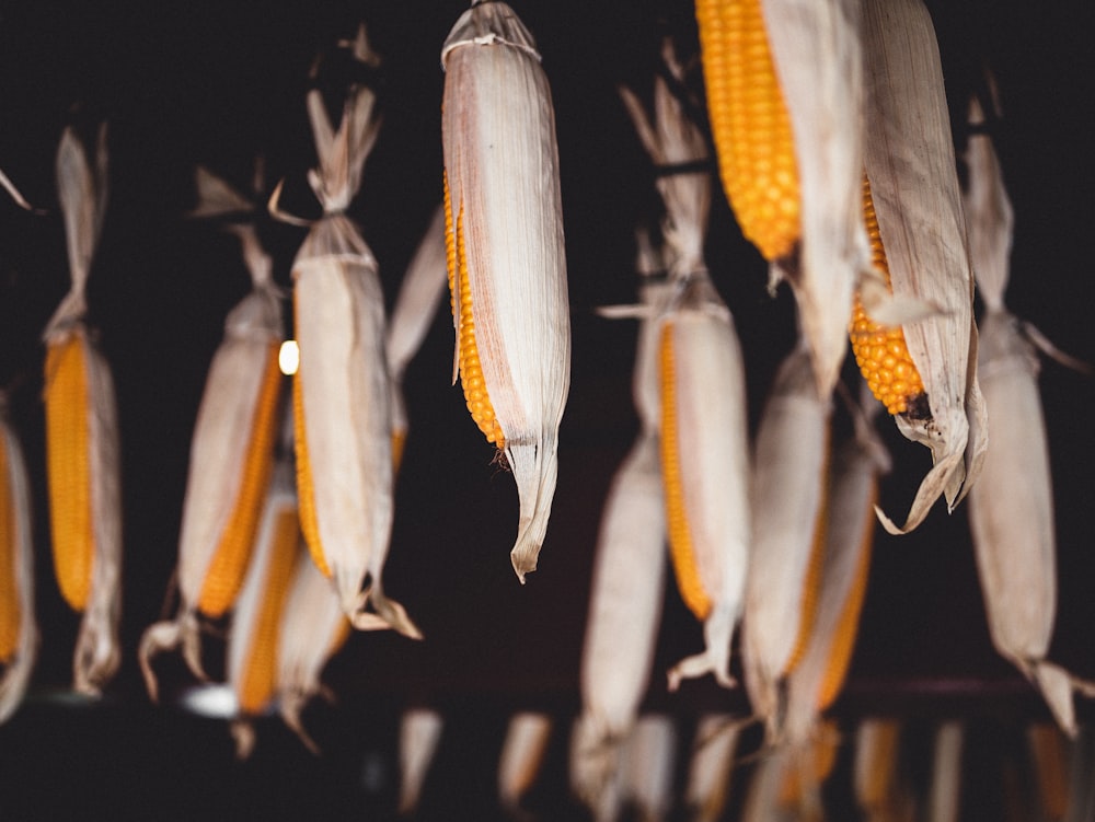 hanging dried yellow corns