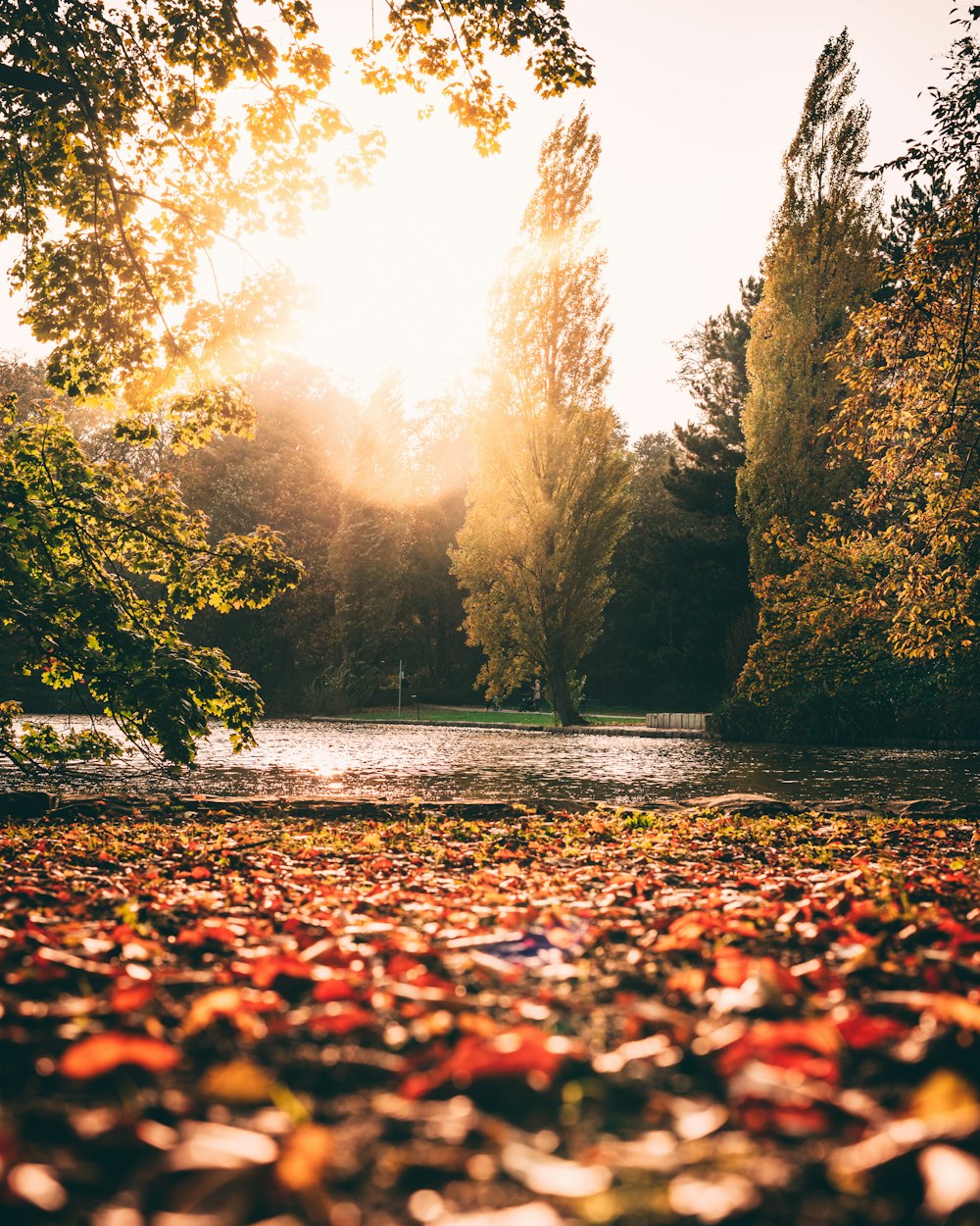 arbres à feuilles vertes