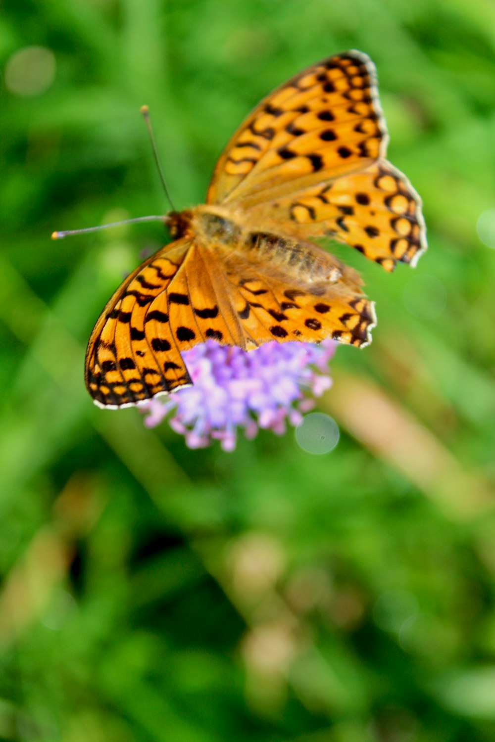 yellow and black butterfly