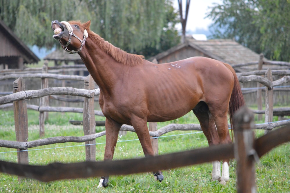 photo of brown horse