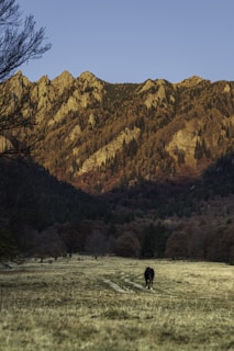 brown and green mountain