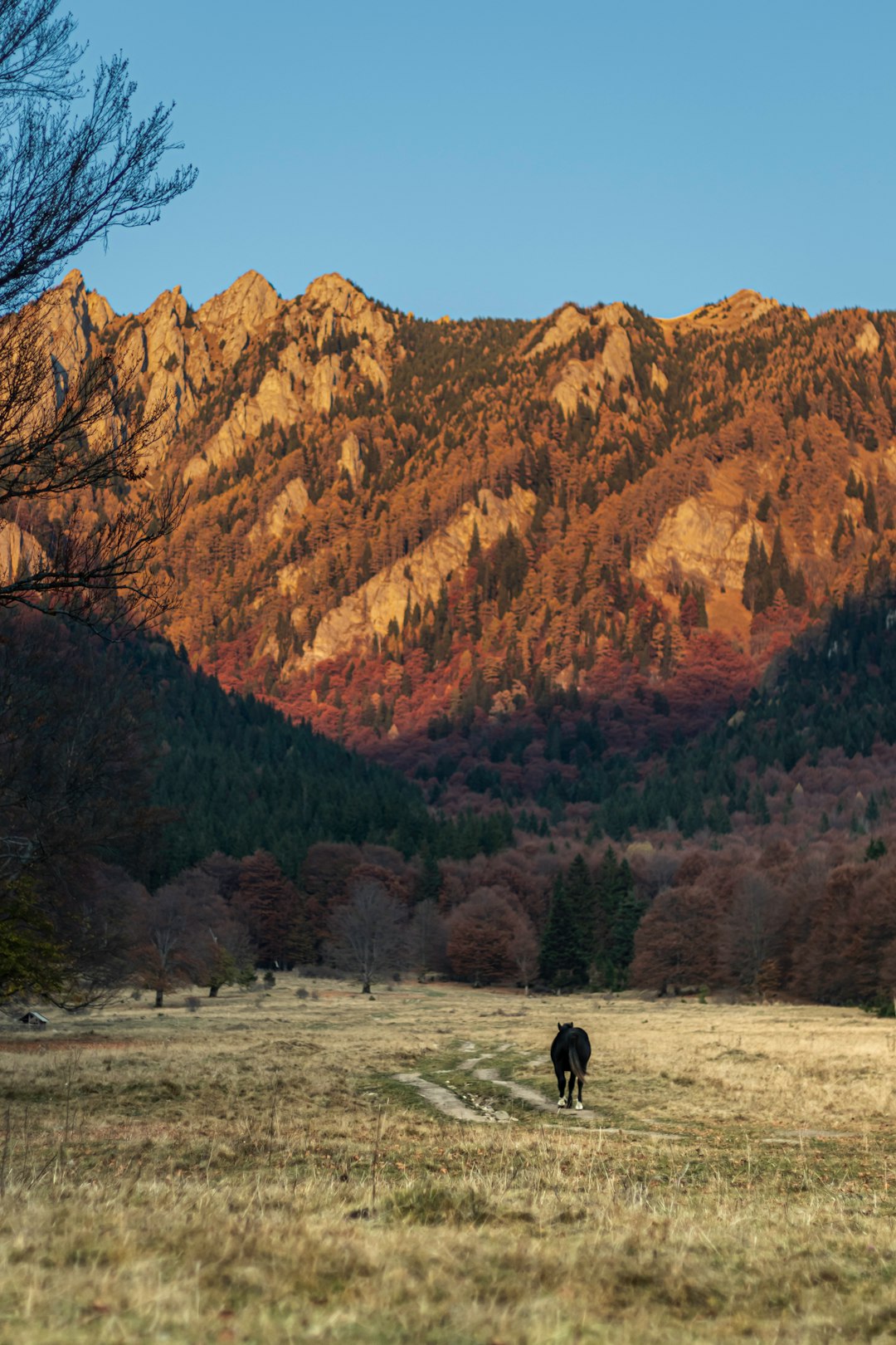 travelers stories about Wildlife in CiucaÈ™, Romania