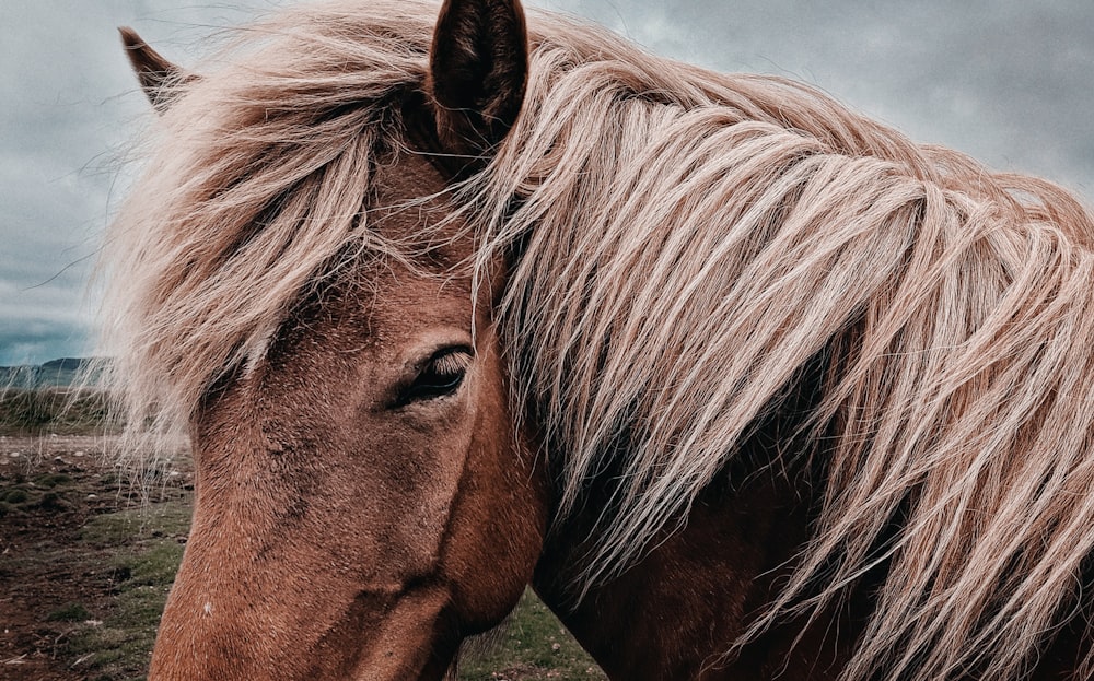 brown horse facing sideways