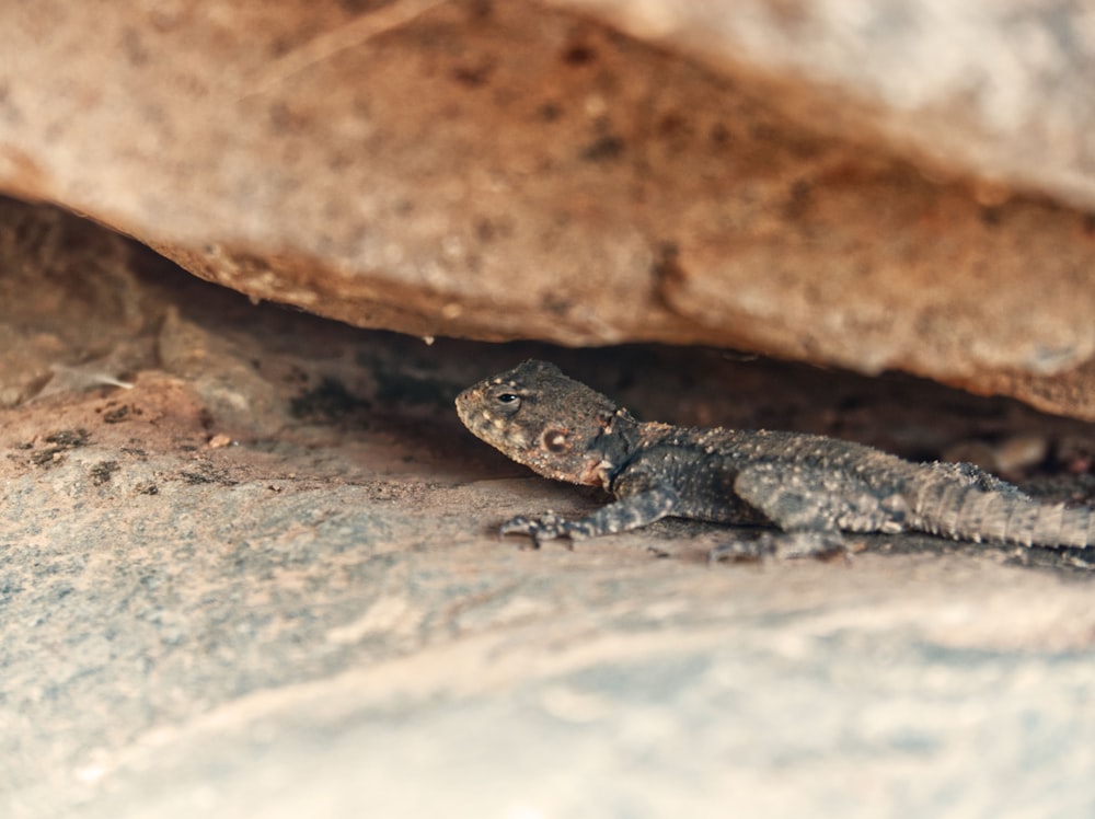 photo of gray lizard