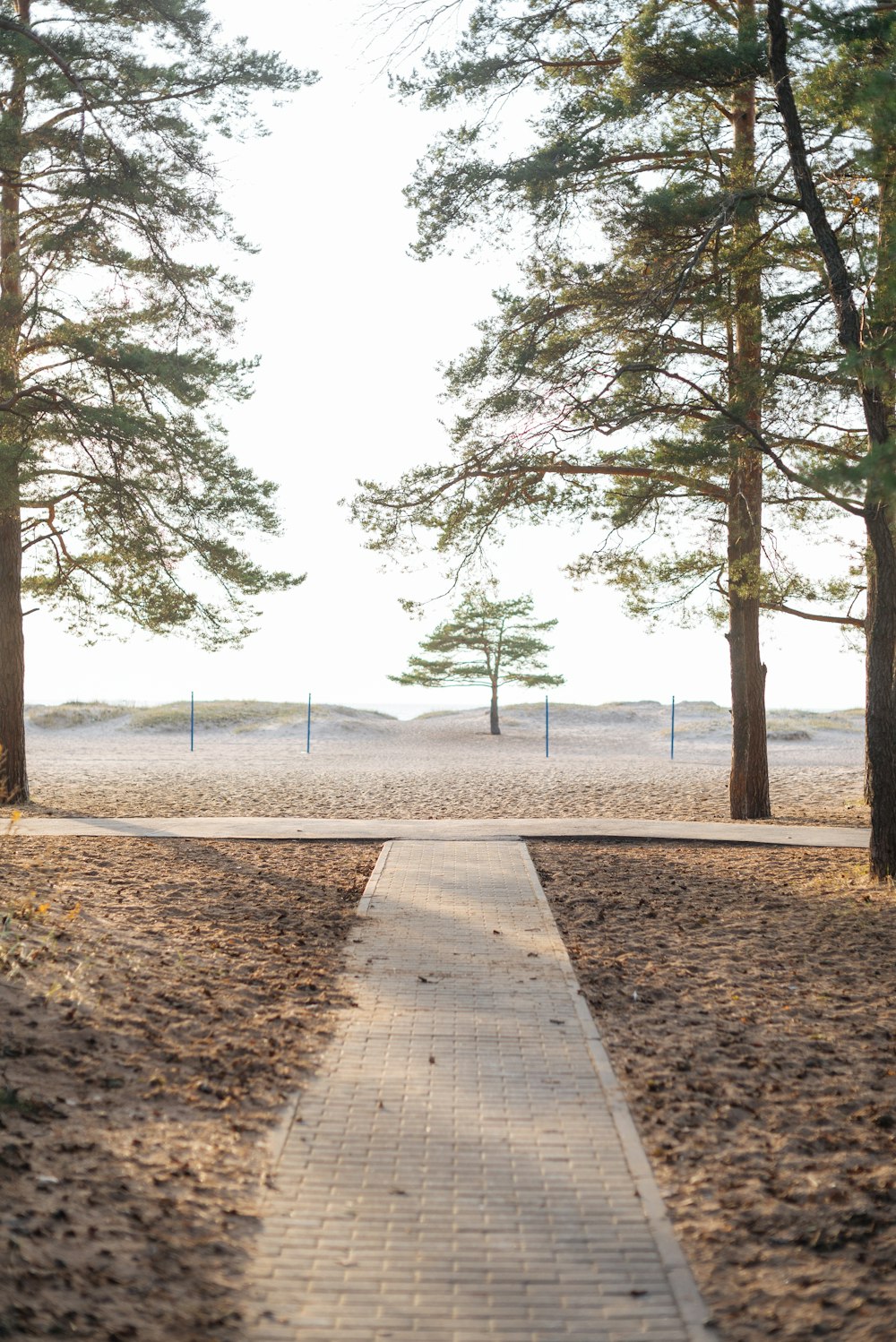 walkway beside trees