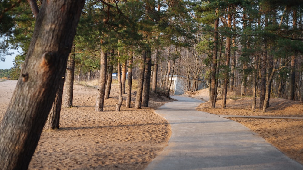 gray concrete pathway between trees