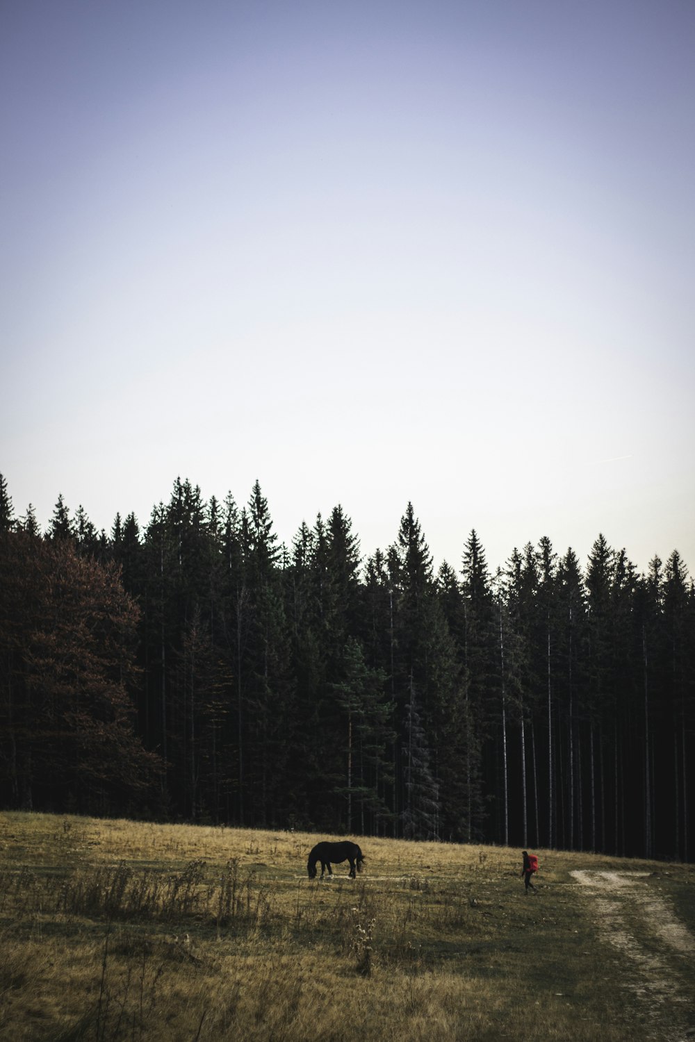 person standing near horse