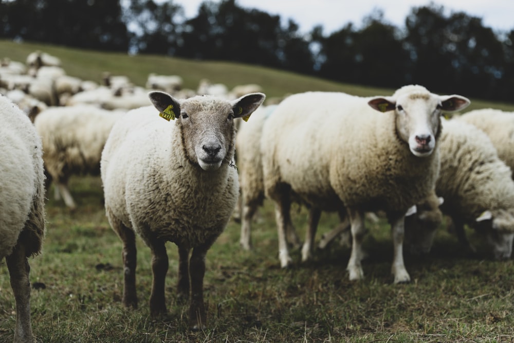 herd of white sheep on grass field