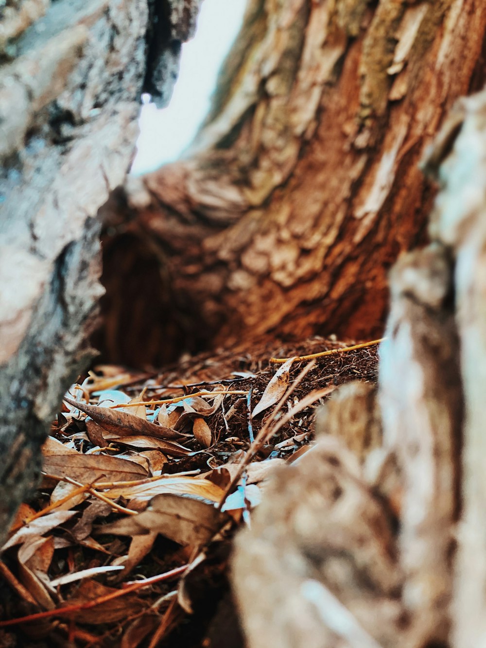 withered leaves inside wood cut