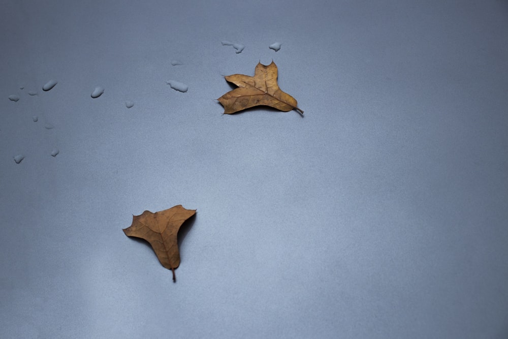 two dried leaf