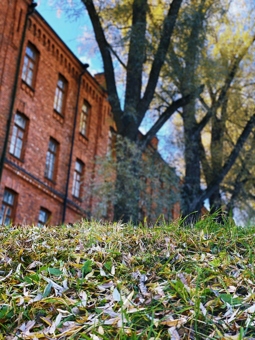 green grass and trees