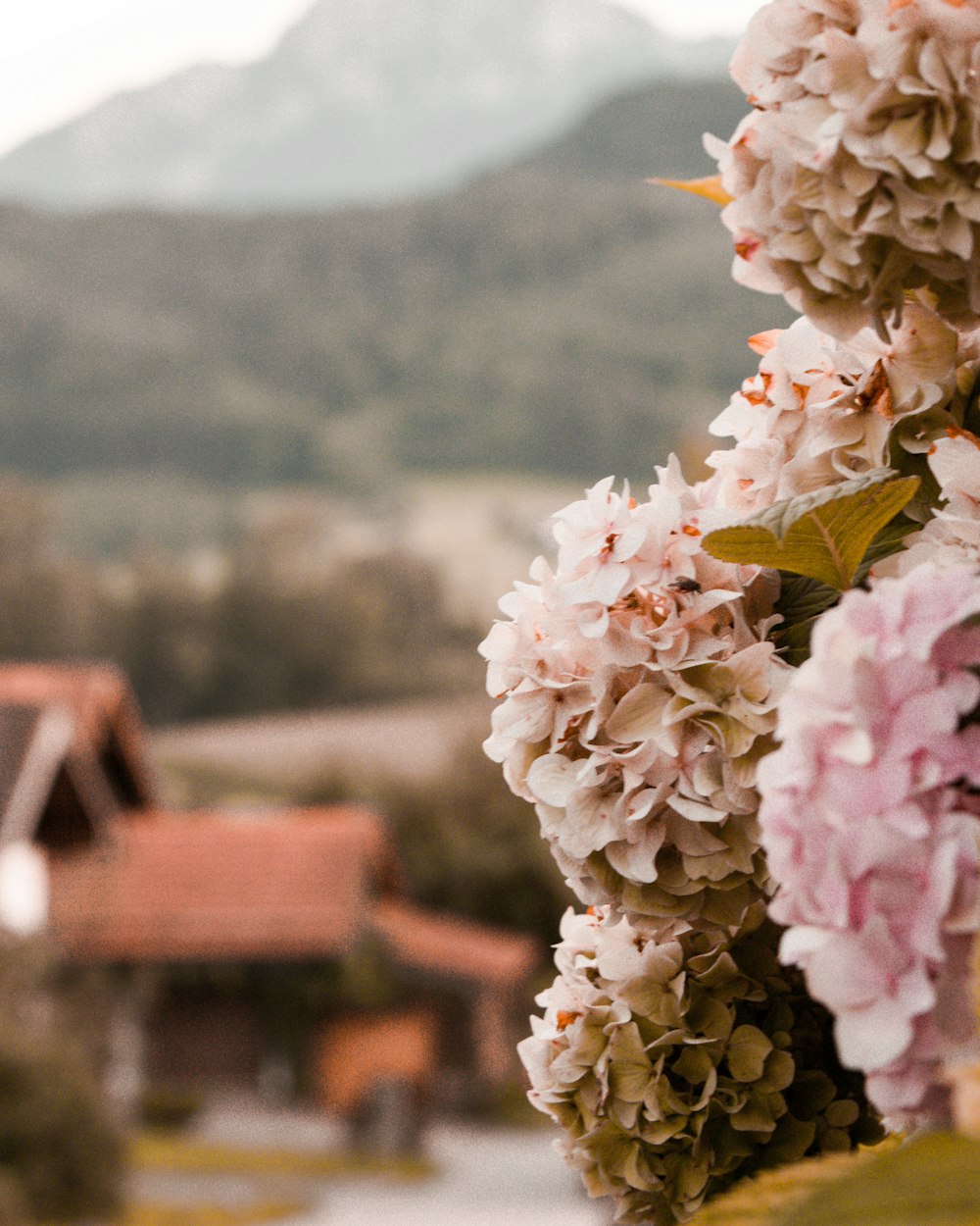 pink hydrangeas flowers