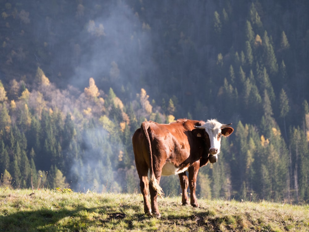 brown and white cattle