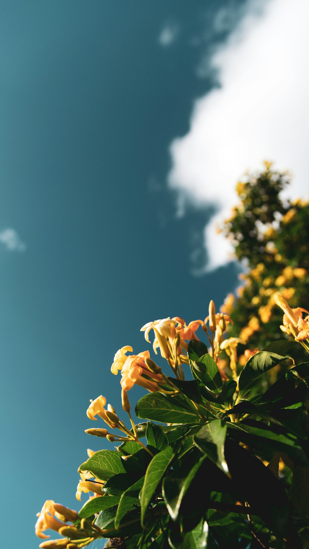 yellow petaled flower